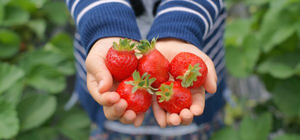 Yasuda strawberry farm