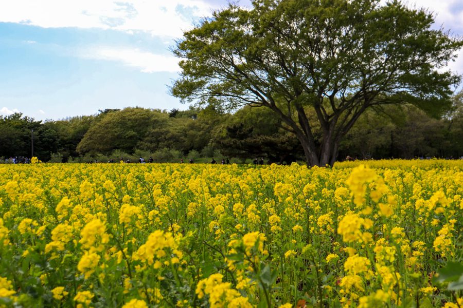 Route4-1 Hitachi seaside